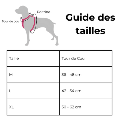 Kit collier + laisse élastique - Aventure Canine™